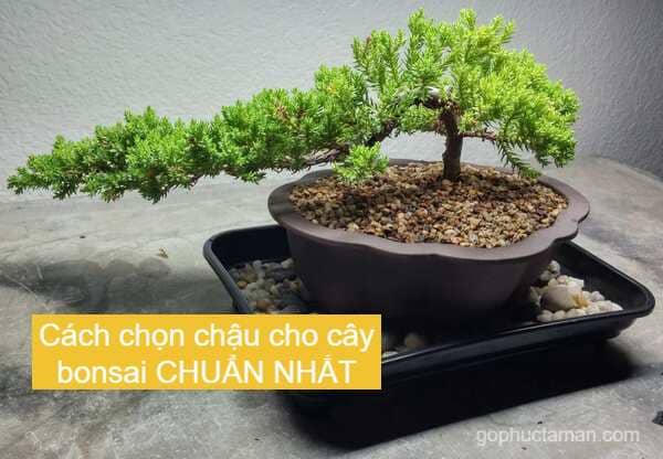 chọn chậu cho cây bonsai